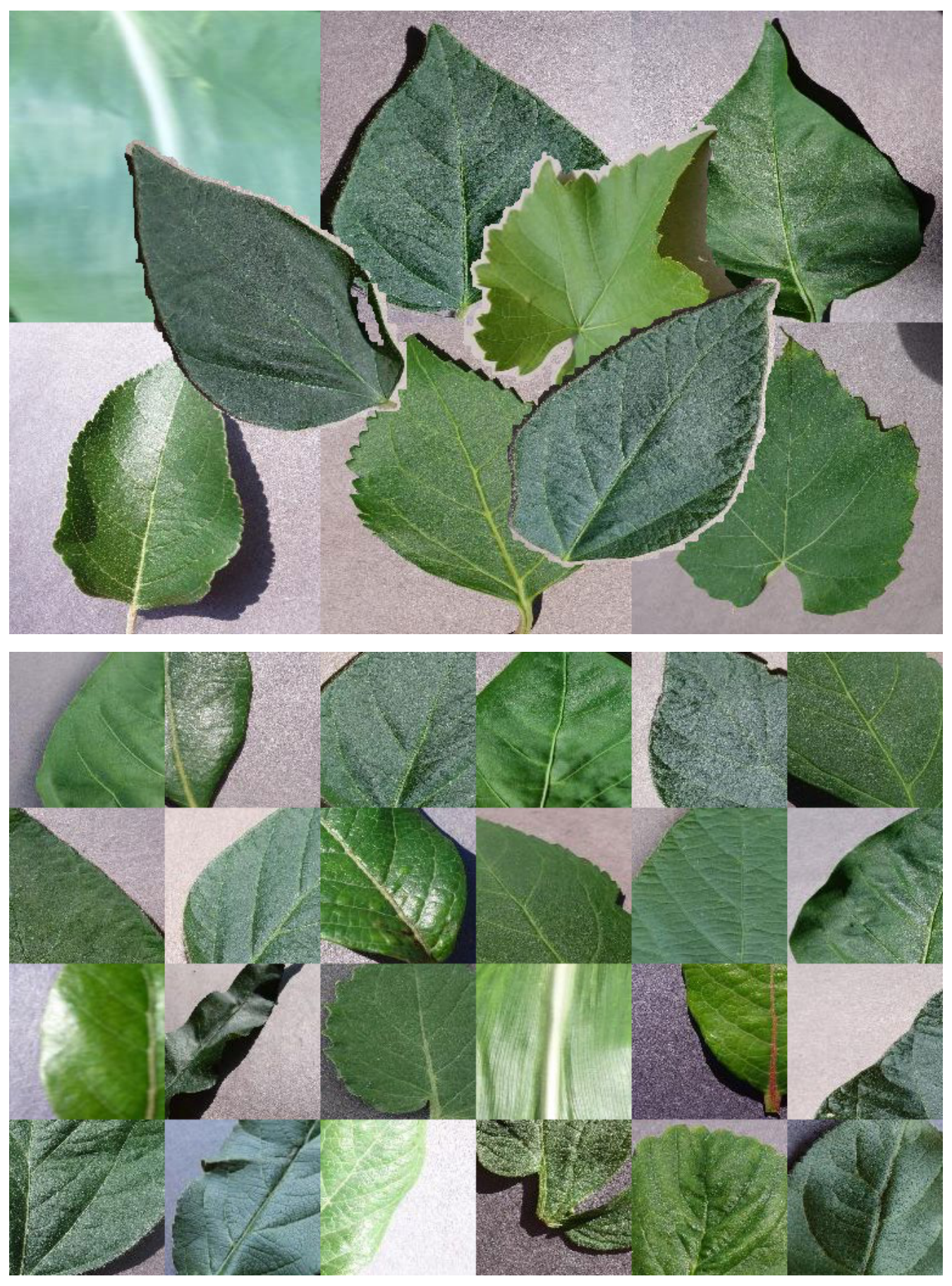 Dataset used for supervised texture pre-training